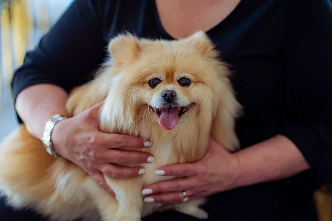 A beautifully groomed dog