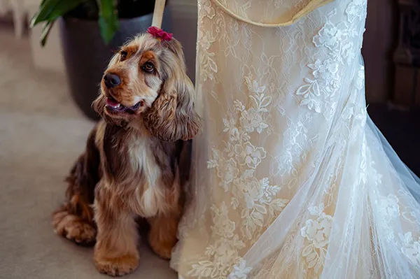 A beautifully groomed spaniel sits proudly at the feet of their owner - who is the bride at her wedding.