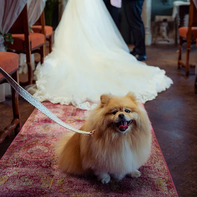 Dog on lead sat in front of newly married couple at wedding square